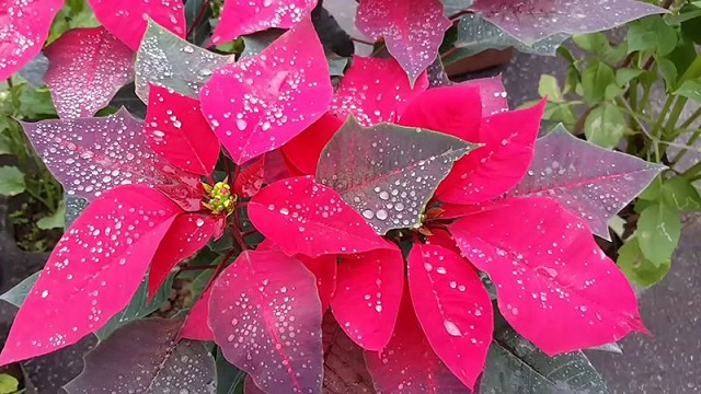 Các Loại Cây Trồng Trong Dịp Tết Kịp Ra Hoa