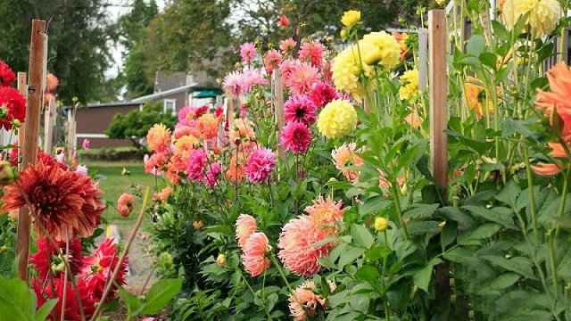 Nói đến hoa trồng vào dịp tết thì thược dược là cái tên được nhiều người nhắc đến