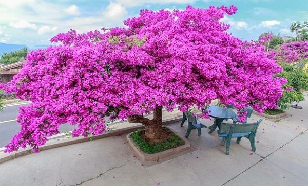 Hoa giấy thích hợp trồng ở vùng khí hậu nắng nóng ven biển