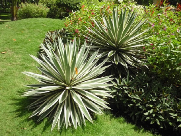 Các Loại Cây Trồng Ven Biển Thường Thấy Nhất