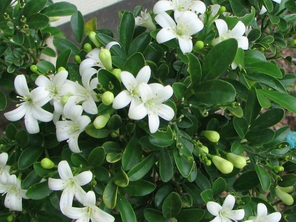 Nguyệt quế là loại cây thích hợp trồng ở ven biển