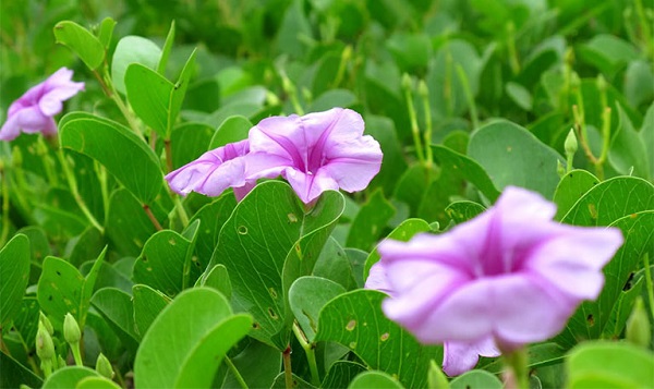 Cây muống biển có thể chịu được không khí mặn khá tốt