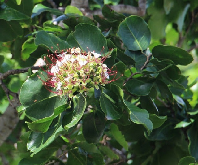 Các Loại Cây Trồng Ven Sông Có Tác Dụng Giữ Bờ Đất