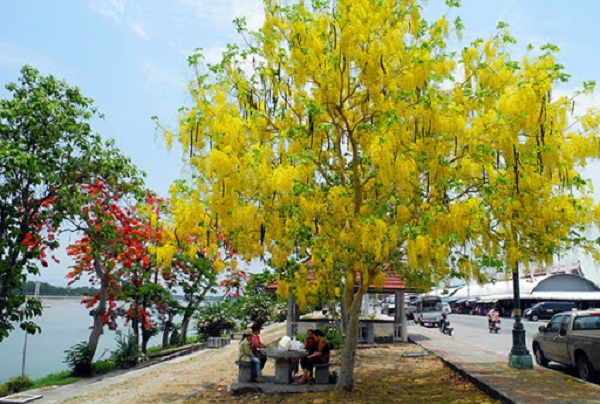 Muồng hoàng yến mang đến cho vỉa hè một vẻ đẹp lãng mạn, tươi xanh