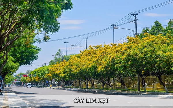 Nói đến những loại cây trồng vỉa hè đẹp thì không thể bỏ qua cây lim xẹt