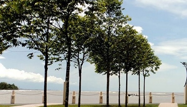 Các Loại Cây Trồng Vỉa Hè Cho Bóng Mát Lớn