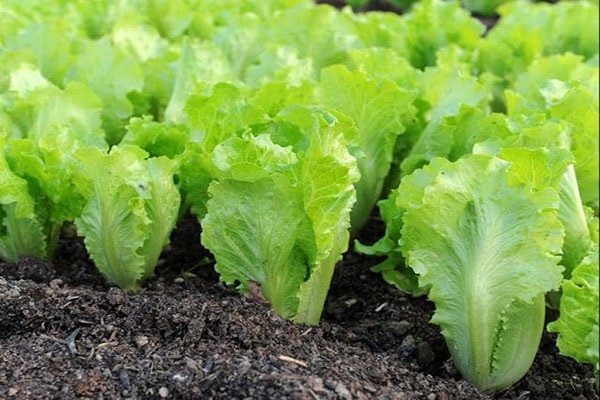 Các Loại Cây Trồng Vụ Đông Dễ Chăm Sóc Nhất