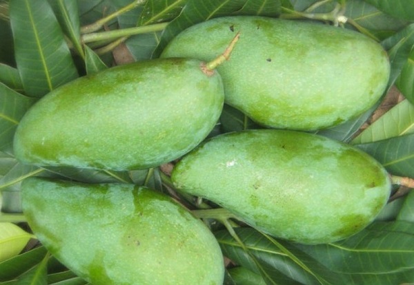 Xoài tượng là giống xoài có kích thước lớn ở nước ta