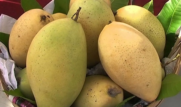Hương vị của xoài cát Hòa Lộc rất thơm ngon nên được nhiều người yêu thích