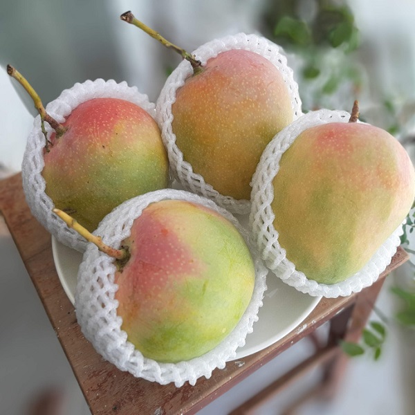 Xoài tứ quý có kích thước trái lớn cùng vị giòn ngọt thơm ngon