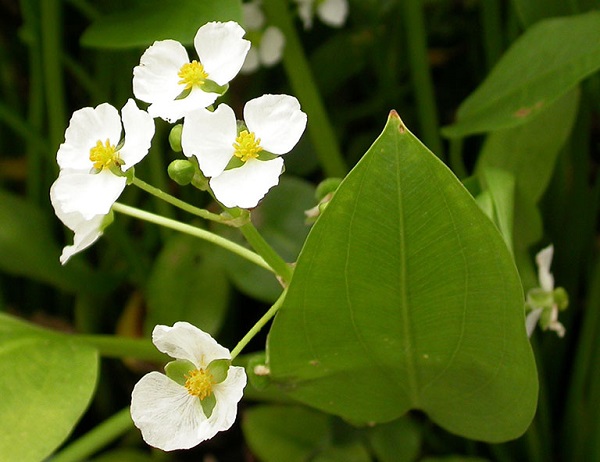 Rau mác có công dụng tốt trong việc xử lý nước thải