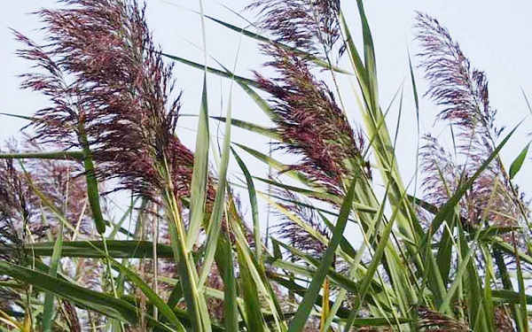 Các Loại Cây Xử Lý Nước Thải Hiệu Quả Nhất