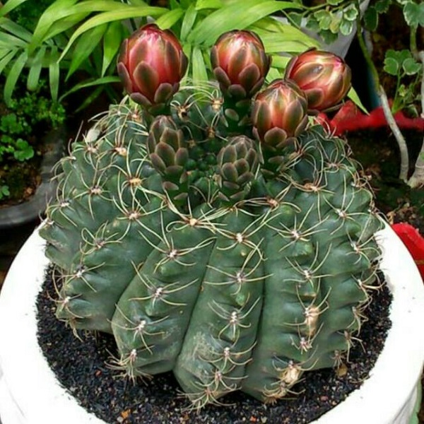 Xương rồng thần long là loại xương rồng có hoa rất đẹp