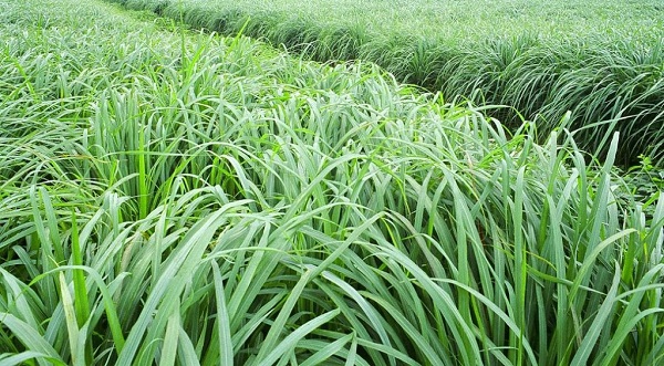 Các Loại Cỏ Nuôi Bò Tốt Nhất Hiện Nay