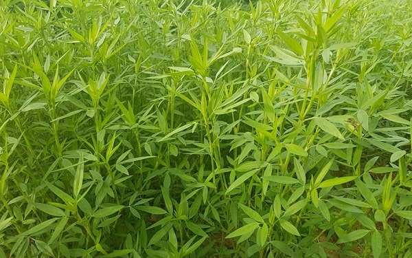 Nhóm cỏ họ đậu chỉ thích hợp làm thức ăn vỗ béo cho bò