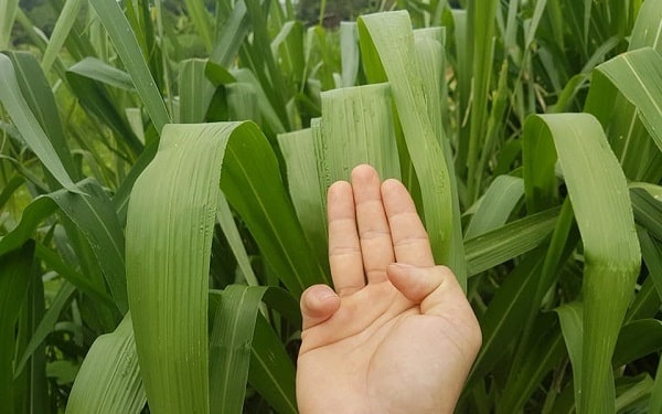 Ghine Mombasa được nhiều người ưa chuộng vì có nhiều chất dinh dưỡng