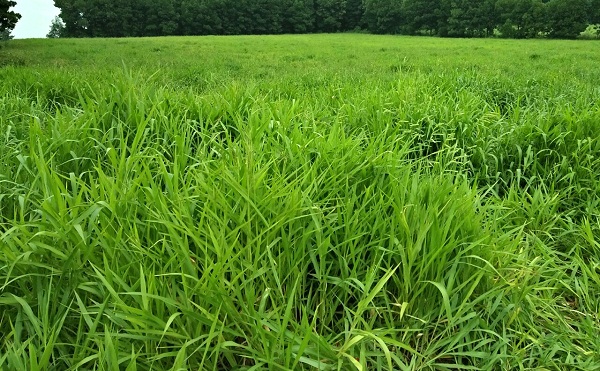 Các Loại Cỏ Trong Chăn Nuôi Tốt Nhất Hiện Nay