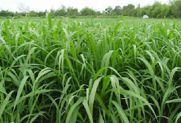 Paspalum chịu ngập úng tốt nhất trong tất cả các loại cỏ