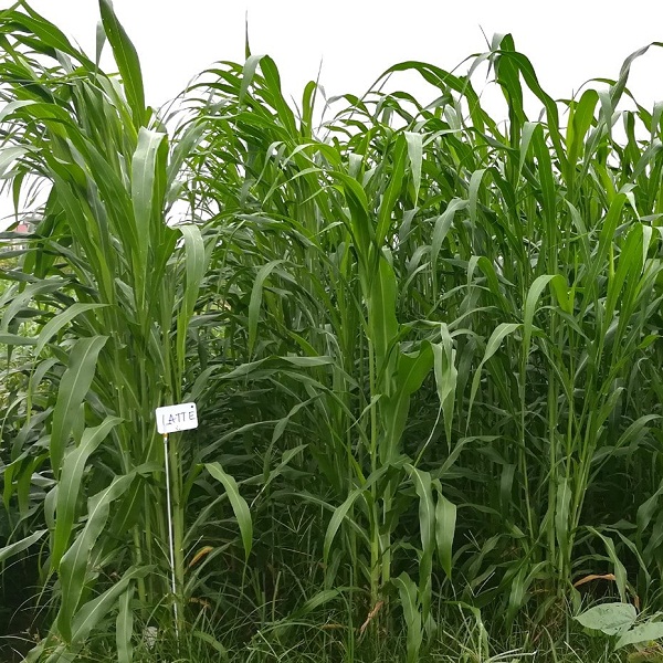 Sudan Lai phát triển tốt và thu hoạch được nhiều lần