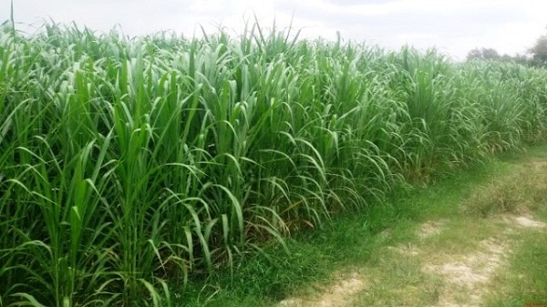 Cỏ voi là 1 trong những loại đạt năng suất cao nhất hiện nay