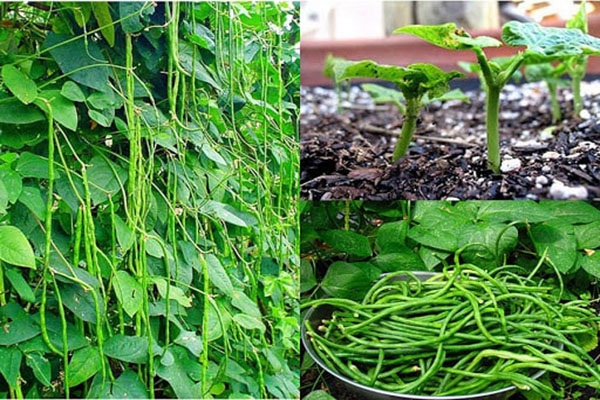 Đậu đũa cũng là một trong những loại cây trồng mang đến giá trị kinh tế cao