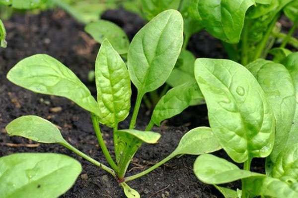 Cải bó xôi là một trong những loại rau mang đến giá trị kinh tế cao