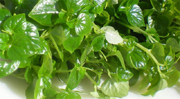 Rau càng cua được sử dụng như một loại thuốc chữa các bệnh nhiễm trùng và viêm