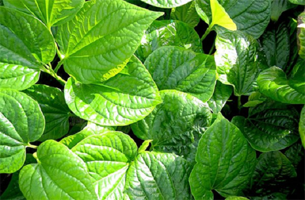 Các Loại Rau Dại Có Thể Ăn Được Trong Tự Nhiên