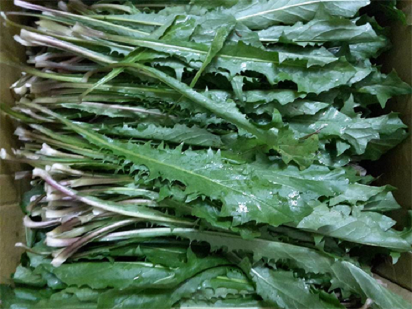 Bồ công anh để chữa chứng chán ăn rất hiệu quả