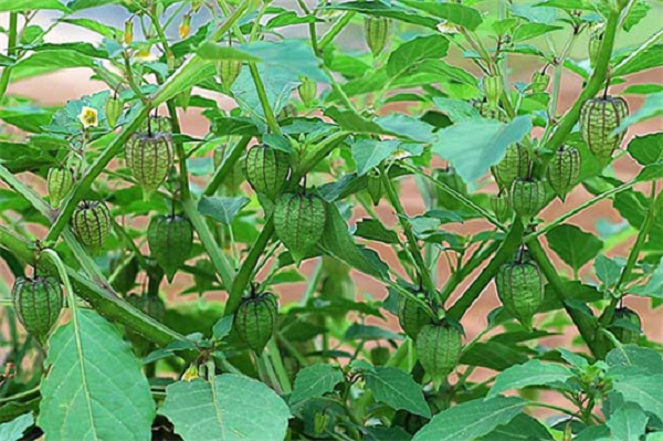 Rau tầm bóp để điều trị các bệnh da liễu rất hiệu quả