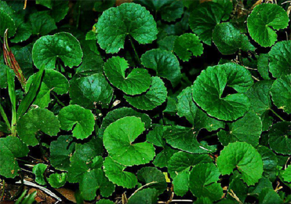 Rau má giúp giải nhiệt cơ thể