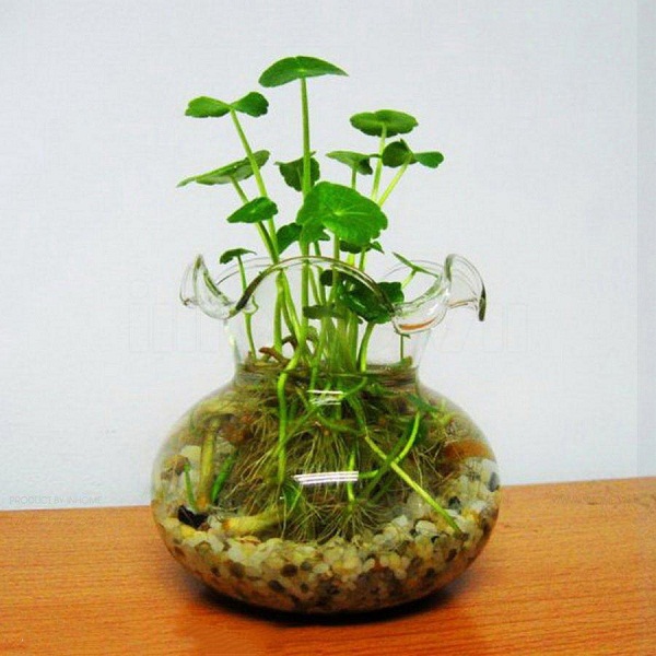 Tuy rau má kiểng khó thưởng thức nhưng phong thủy khá may mắn nên thường sử dụng làm kiểng