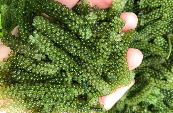 Rong nho sẽ ngon hơn khi được kết hợp với một số thức phẩm khác