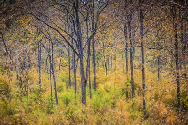 Các Loại Rừng Ở Việt Nam Có Thể Bạn Chưa Biết