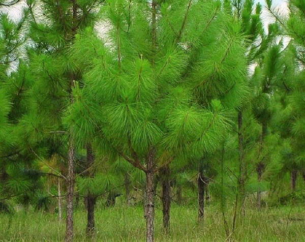 Rừng lá kim thường xuất hiện các loại thông