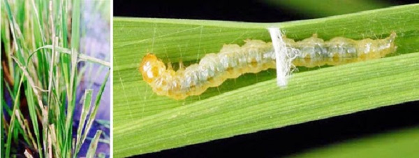 Các Loại Sâu Hại Lúa Phổ Biến Và Cách Phòng Trừ