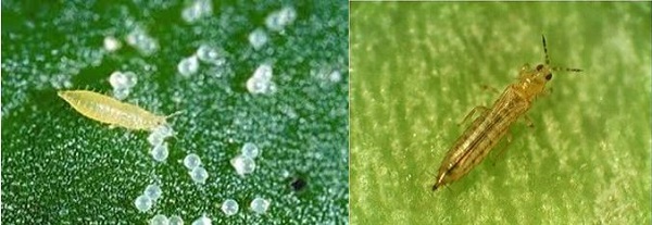 Bọ trĩ là một trong những loại sâu hại lúa phổ biến