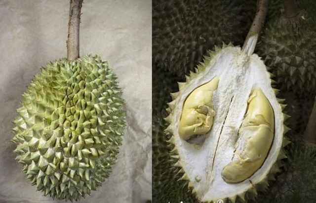 Sầu riêng Ri 6 được mệnh danh là “vua” của các giống sầu riêng
