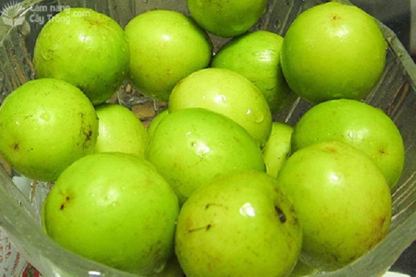 Táo thiện phiến chưa được phổ biến lắm cho đến nay