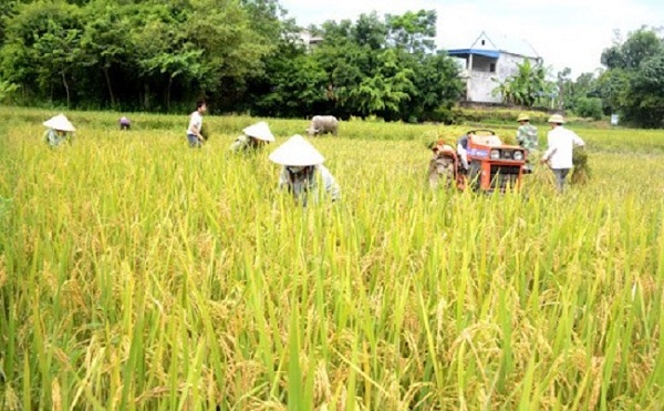 Các Vụ Lúa Trong Năm Ở Nước Ta