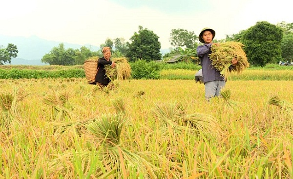 Lúa mùa và lúa chiêm góp phần trong hoạt động sản xuất nông nghiệp của đồng bằng sông Hồng