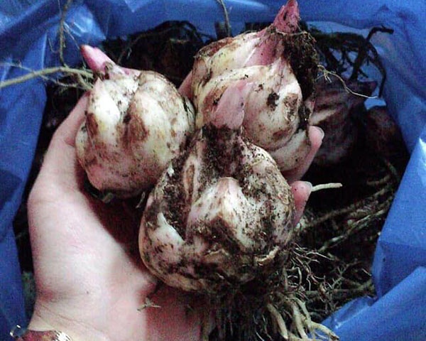 Cách Bảo Quản Củ Hoa Ly Được Lâu Nhất