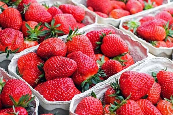 Nếu bạn đã lỡ rửa dâu thì hãy dùng khăn giấy thấm nước để chắc rằng dâu thật khô