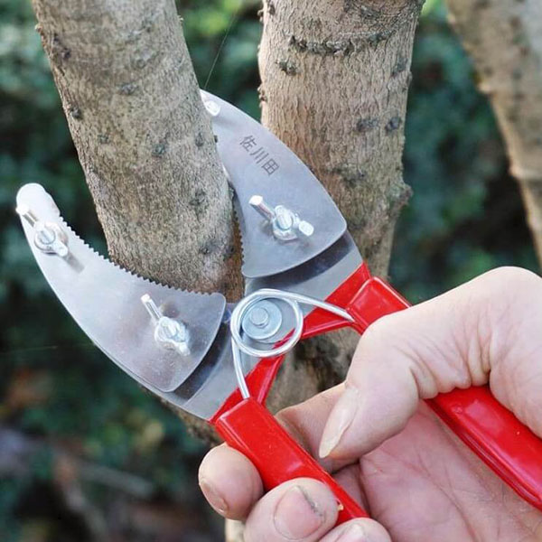 Cách Chiết Cành Mít Đúng Kỹ Thuật Cho Hiệu Quả Cao