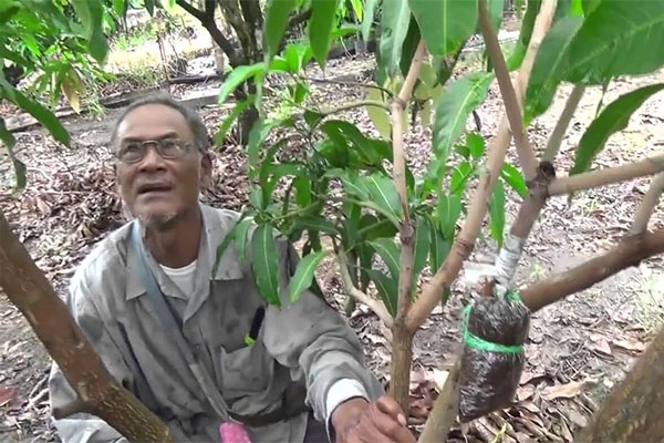 Bước này khá dễ dàng bạn chỉ cần làm cho vết cắt thật sắc và gọn gàng