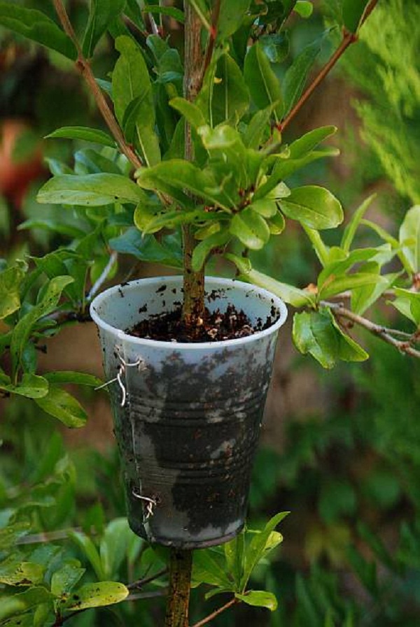 Sau khi ra rễ, có thể cắt bầu chiết và trồng xuống đất