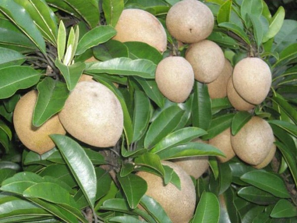 Hướng Dẫn Cách Chiết Cây Hồng Xiêm