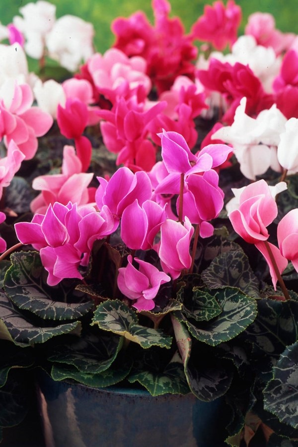 Loài hoa này đại diện cho sự nhút nhát, không dám đối diện với sự thật của người đang yêu