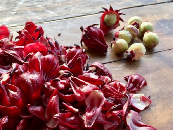 Cách Trồng Atiso Đỏ Và Chăm Sóc Tại Nhà