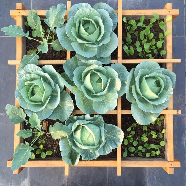 Nếu bạn không có nhiều kinh nghiệm trồng hạt thì có thể trồng bằng cây con